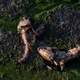 The remains of dead fish at the bottom of dried-up Lake Peñuelas in Valparaiso, Chile.